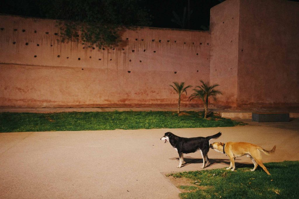 everyday life moment of two dogs sniffing their buts like social media likes